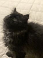 Persian Himalayan Kittens