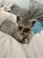 Persian Cats for sale in Round Lake, NY 12151, USA. price: $1,200