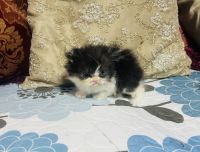 Persian little cutie pie