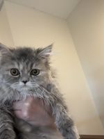 Persian Cats for sale in River Falls, WI 54022, USA. price: $1,200