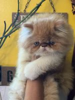 Persian kittens ready to go to their forever homes