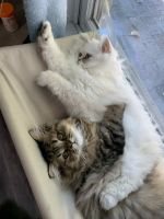 2 CFA persians for sale