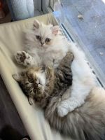 Persian Cats for sale in Indianapolis, IN, USA. price: $1,000