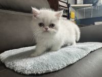 Persian Cats for sale in Palm Coast, FL, USA. price: $1,500