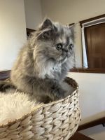London Blue Cream Persian Female