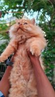 Persian Cats for sale in Sembakkam, Chennai, Tamil Nadu, India. price: 10,000 INR