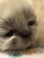 Persian Cats for sale in Roswell, GA, USA. price: $1,800