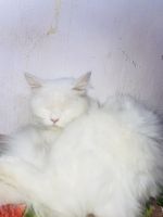 Persian Cats for sale in Hyderabad, Telangana, India. price: 3,500 INR