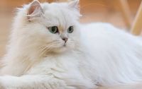 Persian Cats for sale in Janipur, Jammu. price: 9,500 INR