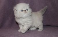 Persian Cats for sale in Islamabad, Pakistan. price: NA