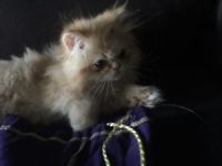 Persian Cats for sale in Toronto, ON, Canada. price: $450