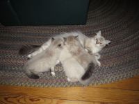 Persian kittens ready now