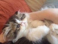 Persian Kittens! CFA *Champion Bloodlines*