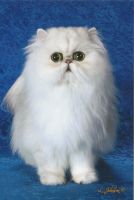 Silver & Golden Persians