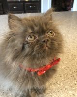 CFA Reg Solid Chocolate Persian Kittens- Available 9/12
