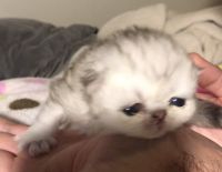 Registered Golden Chinchilla Persian Kitten