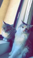 2 adorable cats