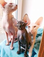 Peterbald Cats for sale in Roseville Pkwy, Roseville, CA 95678, USA. price: $700