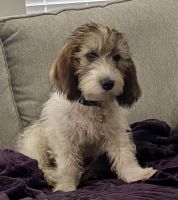 Petit Basset Griffon Vendeen Puppies for sale in Meridian, ID, USA. price: $2,500