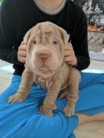 Petit Basset Griffon Vendeen Puppies for sale in New York County, New York, NY, USA. price: $400