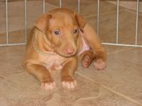 Pharaoh Hound Puppies for sale in Los Angeles, CA, USA. price: $450