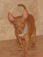 Pharaoh Hound Puppies for sale in Dallas, TX, USA. price: NA