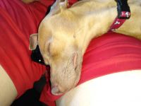 Pharaoh Hound Puppies for sale in Portland, OR, USA. price: $3,500
