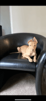 Pharaoh Hound Puppies for sale in Charleston, SC, USA. price: $4,000