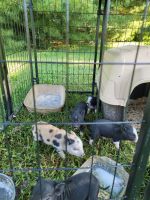 Pig Animals for sale in Freeburg, IL 62243, USA. price: $200