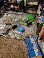 Pig Animals for sale in Minneapolis, MN, USA. price: $40