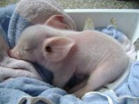 Pig Animals for sale in Austin, TX, USA. price: NA