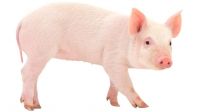 Pig Animals for sale in Carlsbad, CA, USA. price: $400