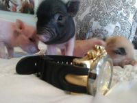 Pig Animals for sale in De Leon Springs, FL, USA. price: $400