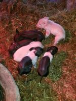Pig Animals for sale in Meacham, OR 97859, USA. price: $150