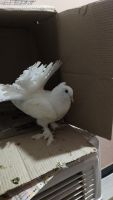 Pigeon Birds for sale in Kakinada, Andhra Pradesh, India. price: 4500 INR