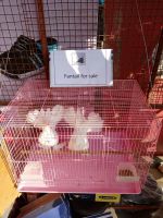 Pigeon Birds for sale in Amberpet, Hyderabad, Telangana, India. price: 4000 INR