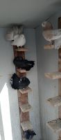 Pigeon Birds for sale in Kimball, MI 48074, USA. price: $50