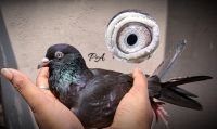 Pigeon Birds Photos