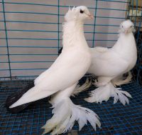 Pigeon Birds for sale in Cresco, Pennsylvania. price: $150
