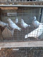 Pigeon Birds for sale in Sodus, Michigan. price: $5,000