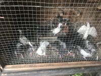 Pigeon Birds for sale in North Charleston, SC, USA. price: $30