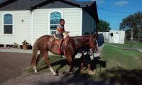 Pinto Horses for sale in Houston, TX, USA. price: $3,000