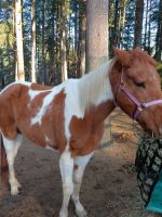 Pinto Horses for sale in Chehalis, WA 98532, USA. price: $1,200