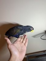Pionus Parrot Birds Photos