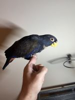 Pionus Parrot Birds Photos