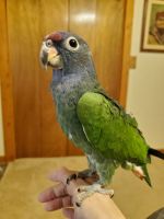 Pionus Parrot Birds for sale in West Plains, MO 65775, USA. price: $1,500