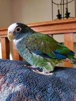 Pionus Parrot Birds for sale in Ball Ground, GA 30107, USA. price: $600