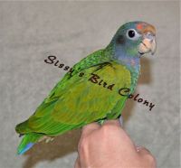 Pionus Parrot Birds for sale in Aylett, VA, USA. price: $2,130