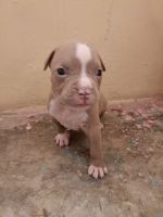 Pitsky Puppies for sale in Bengaluru, Karnataka, India. price: 28000 INR