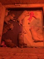 Pitsky Puppies for sale in Baytown, TX, USA. price: $300